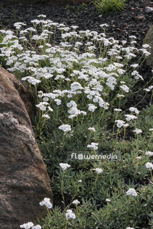 Achillea ageratifolia - Silver yarrow (108485)