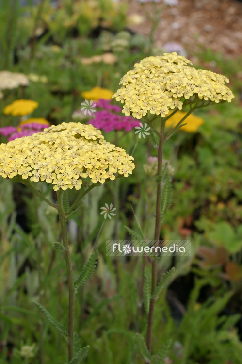 Achillea 'Credo' - Golden yarrow (108410)
