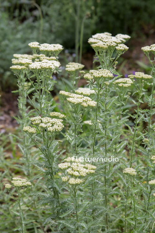 Achillea crithmifolia - Yarrow (108491)