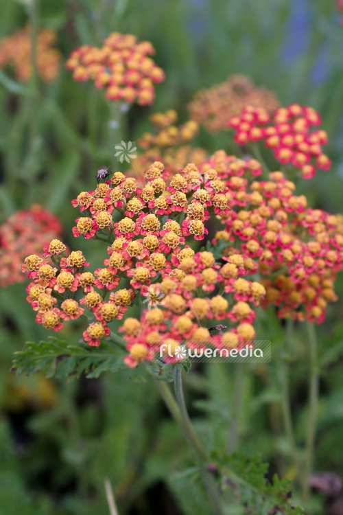 Achillea 'Feuerland' - Yarrow (102186)
