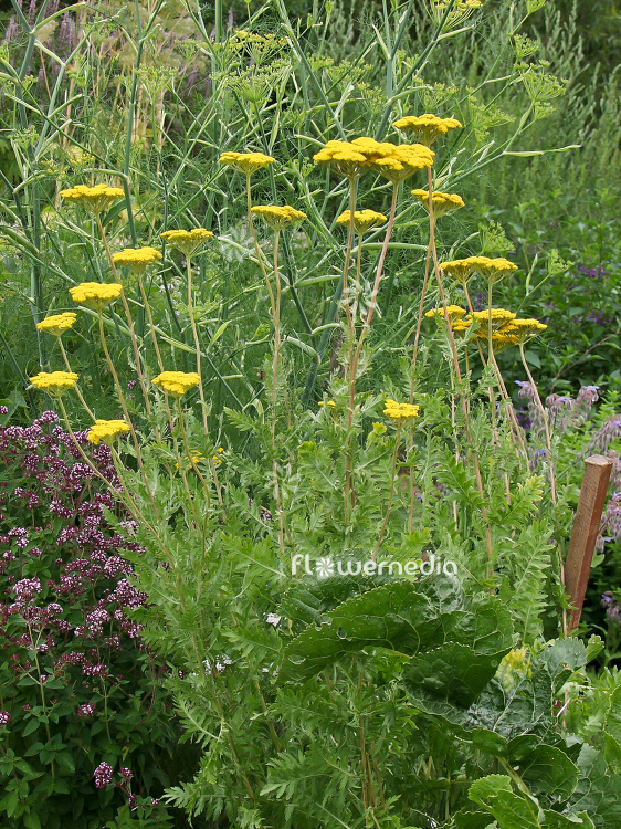 Achillea filipendulina - Yarrow (100054)