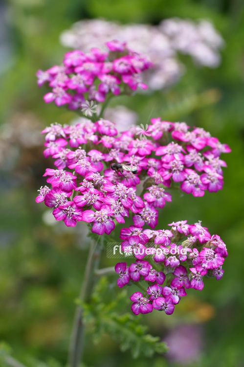 Achillea millefolium 'Harlekin' - Lilac yarrow (100059)