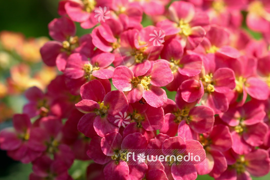 Achillea millefolium 'Lilac Beauty' - Lilac yarrow (102191)