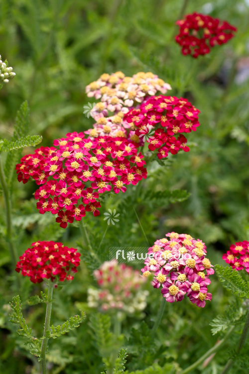 Achillea millefolium 'Paprika' - Red yarrow (102192)