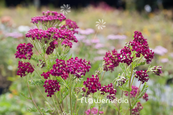 Achillea millefolium 'Sammetriese' - Red yarrow (102197)