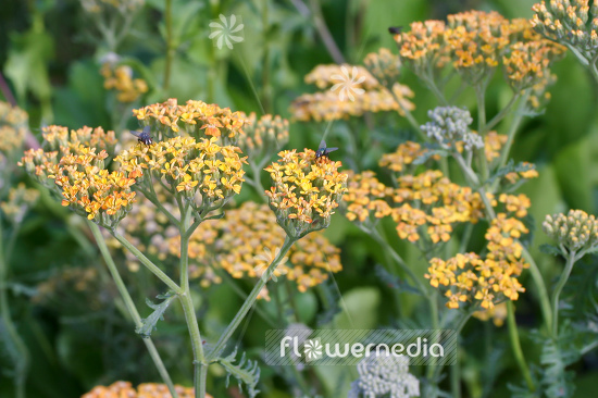 Achillea millefolium 'Terracotta' - Red yarrow (100062)