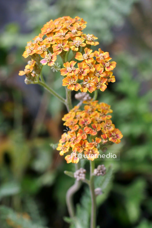Achillea millefolium 'Terracotta' - Red yarrow (102198)