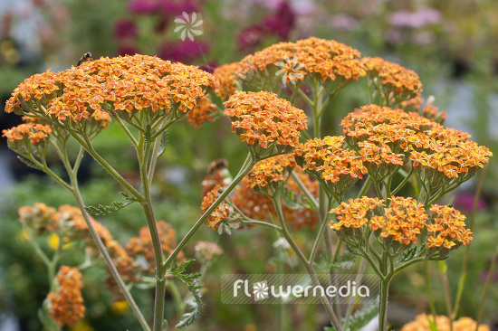 Achillea millefolium 'Terracotta' - Red yarrow (102200)