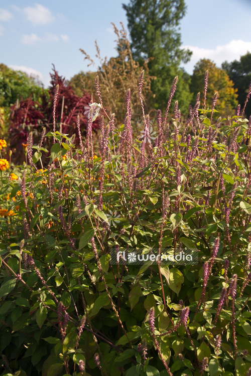 Achyranthes aspera - Prickly chaff flower (102207)