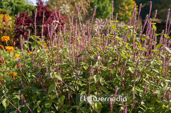 Achyranthes aspera - Prickly chaff flower (108542)