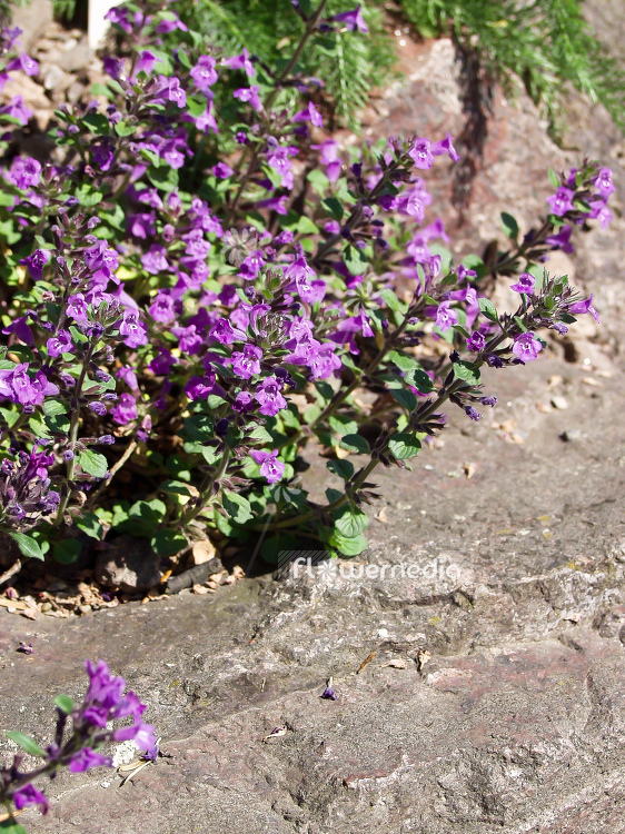 Acinos alpinus - Alpine calamint (100068)