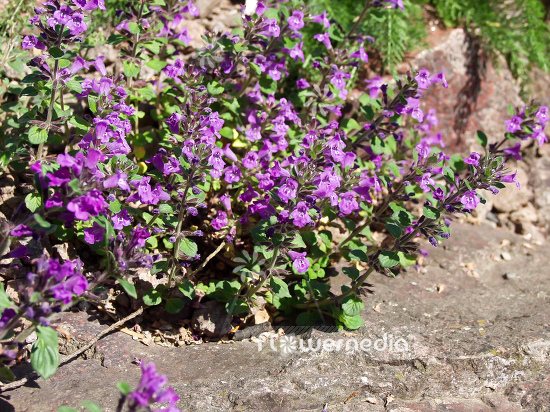Acinos alpinus - Alpine calamint (100069)