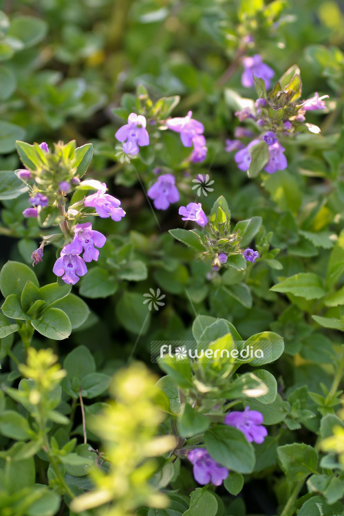 Acinos alpinus - Alpine calamint (102208)