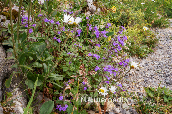 Acinos alpinus - Alpine calamint (108543)