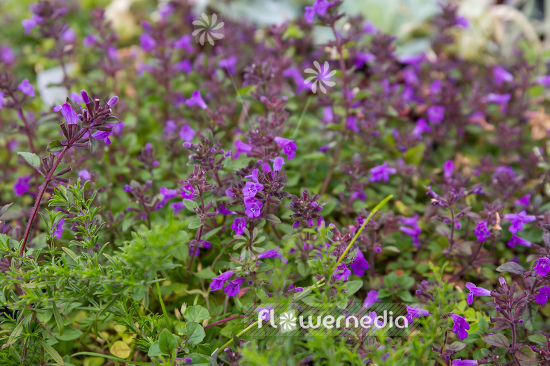 Acinos alpinus - Alpine calamint (108544)