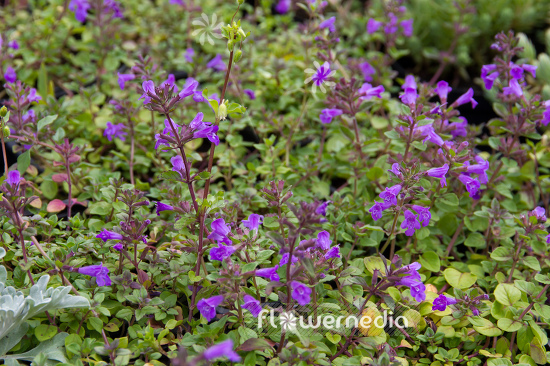Acinos alpinus - Alpine calamint (108545)
