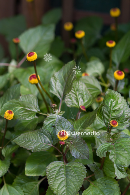 Acmella oleracea - Para cress (108555)