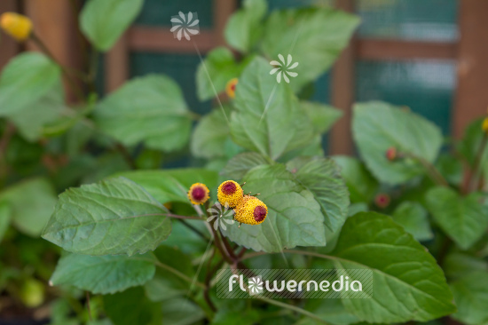 Acmella oleracea - Para cress (108557)