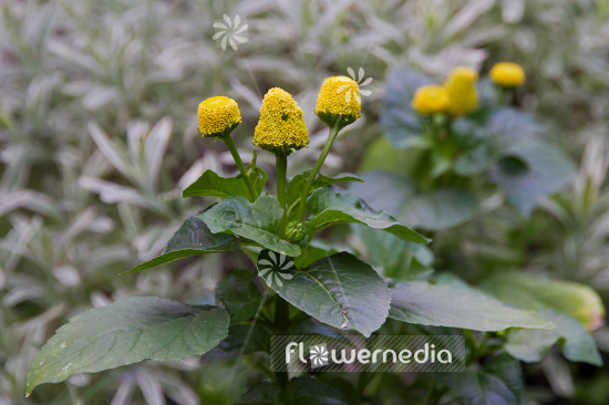 Acmella oleracea - Para cress (108559)