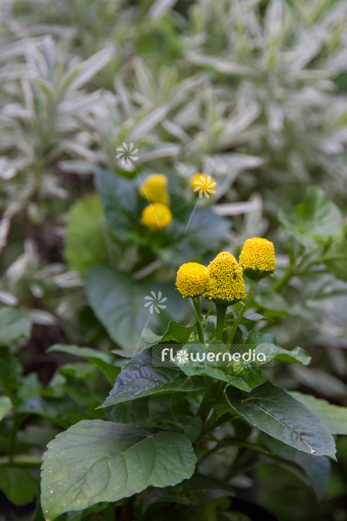 Acmella oleracea - Para cress (108560)