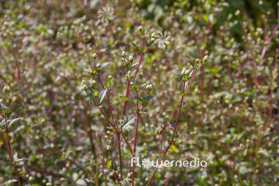 Acmella paniculata (108561)