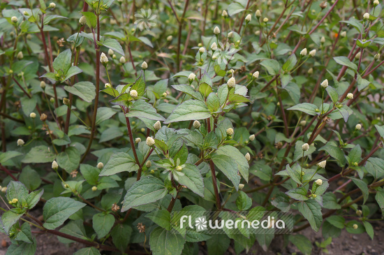 Acmella paniculata (108563)