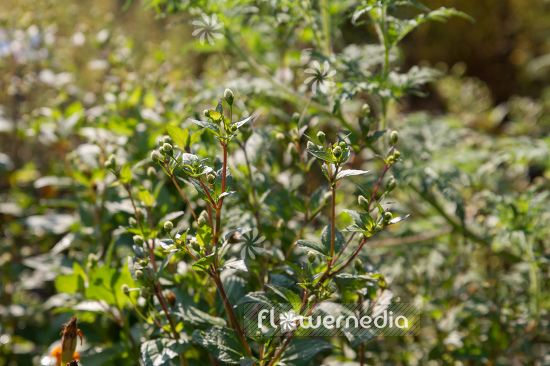 Acmella paniculata (108565)