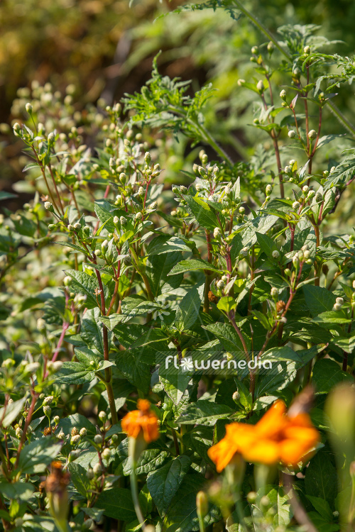Acmella paniculata (108566)