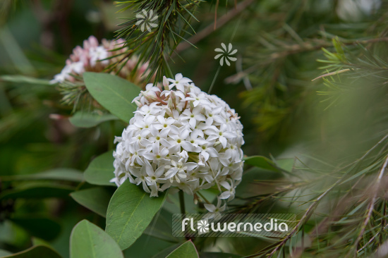Acokanthera oblongifolia - Poison arrow plant (108572)