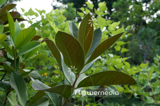Acokanthera oblongifolia - Poison arrow plant (108573)