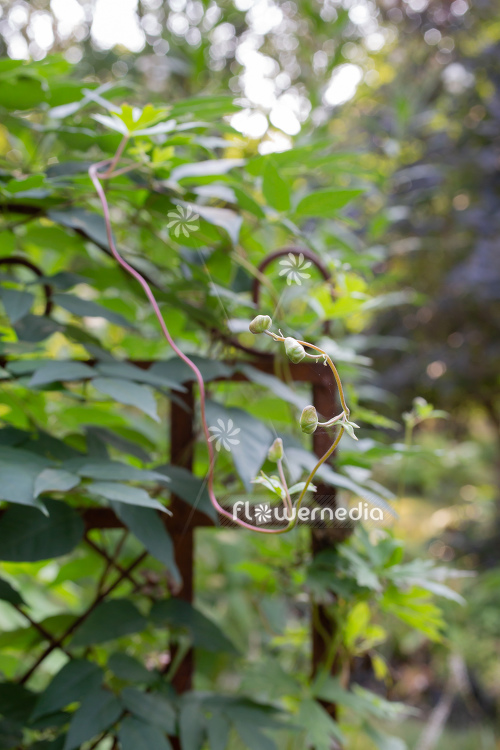 Aconitum hemsleyanum - Climbing monk's hood (112388)