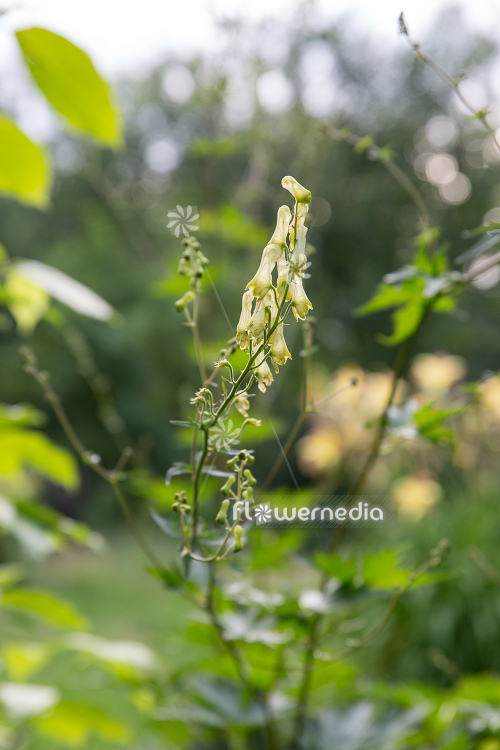 Aconitum lycoctonum ssp. vulparia - Foxbane (111828)
