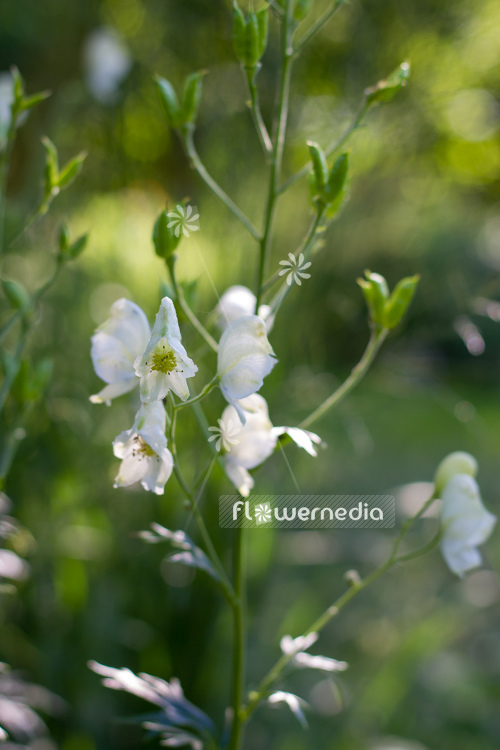 Aconitum napellus ssp. vulgare 'Albidum' - White-flowered monk's hood (108589)