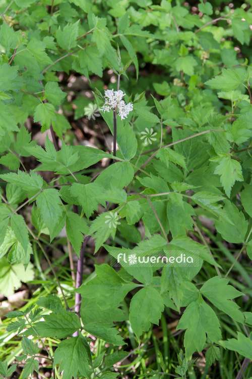 Actaea aucuminata - Cohosh (108610)