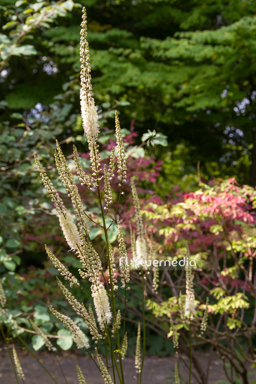 Actaea heracleifolia - Bugbane (108617)