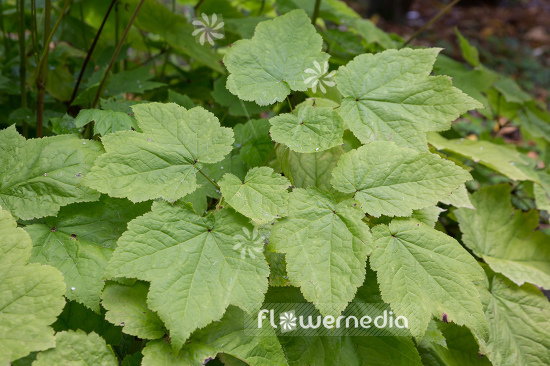 Actaea heracleifolia - Bugbane (108619)