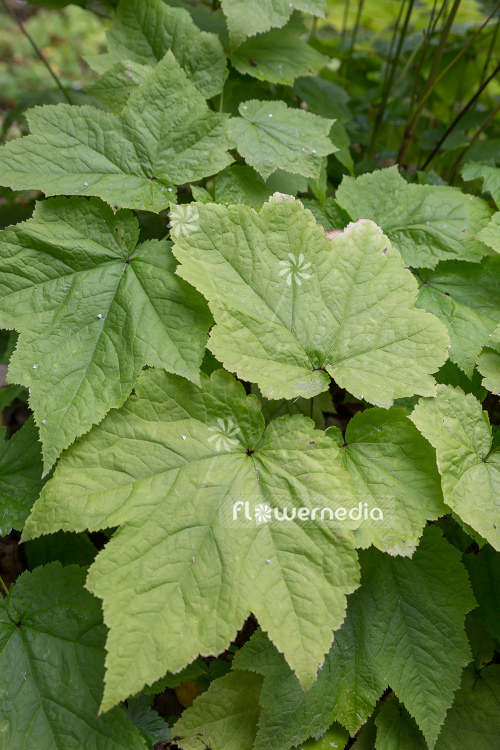 Actaea heracleifolia - Bugbane (108620)