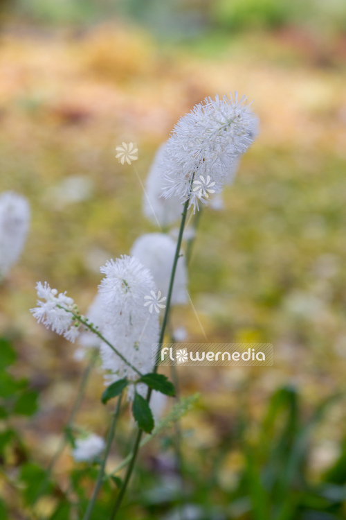 Actaea matsumurae 'White Pearl' - Baneberry (108621)