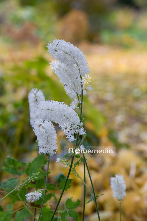 Actaea matsumurae 'White Pearl' - Baneberry (108622)