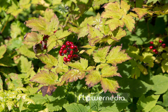Actaea rubra - Red baneberry (108417)