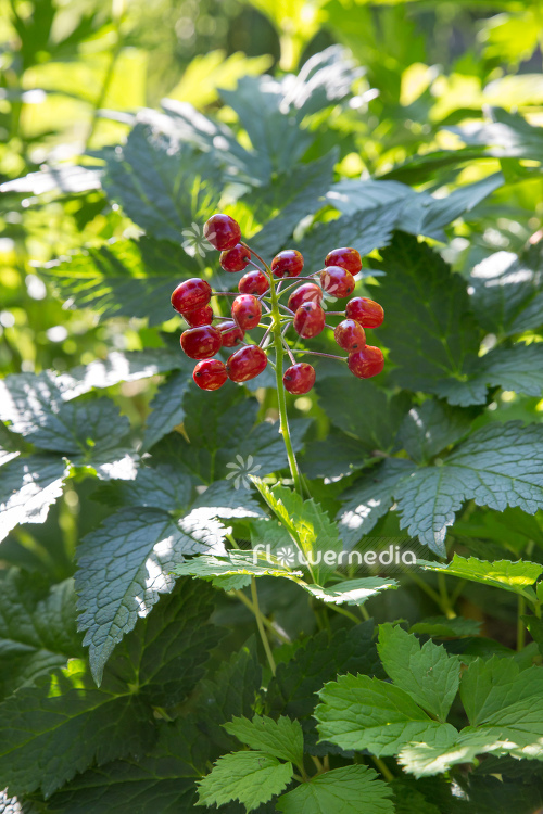 Actaea rubra - Red baneberry (111831)