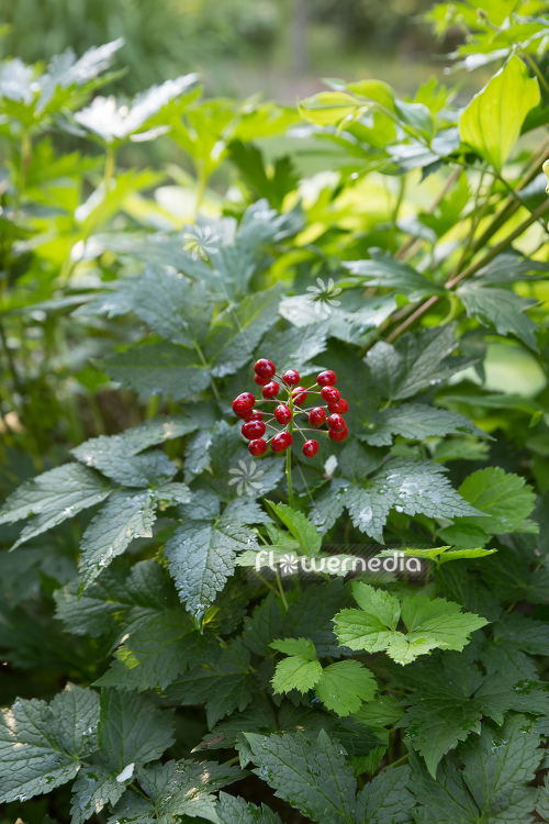 Actaea rubra - Red baneberry (111832)
