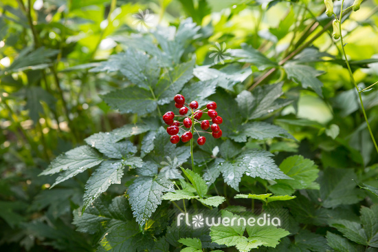Actaea rubra - Red baneberry (111833)