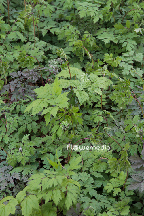 Actaea simplex 'Atropurpurea' - Black cohosh (108640)
