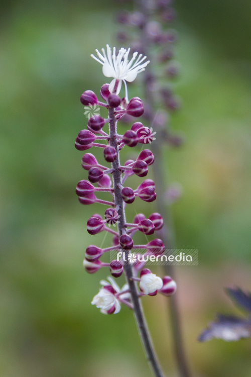 Actaea simplex 'Black Negligee' - Black cohosh (108645)