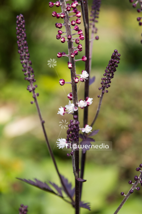 Actaea simplex 'Black Negligee' - Black cohosh (108650)
