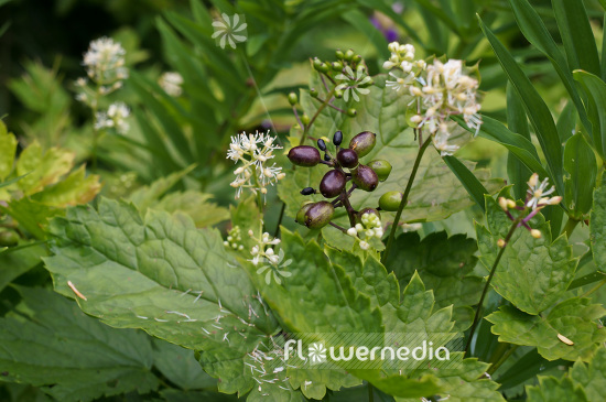 Actaea spicata - Herb christopher (102220)