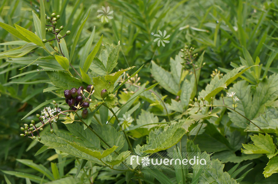 Actaea spicata - Herb christopher (102221)