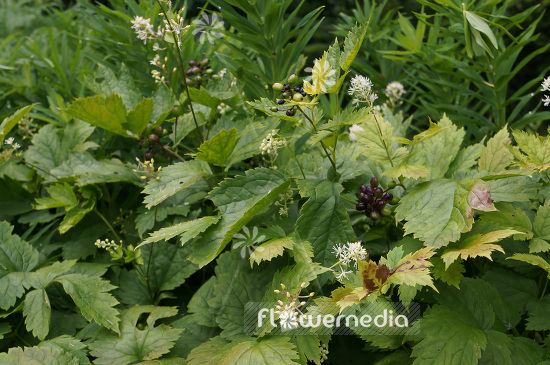 Actaea spicata - Herb christopher (102222)