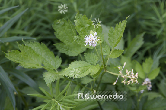 Actaea spicata - Herb christopher (108656)
